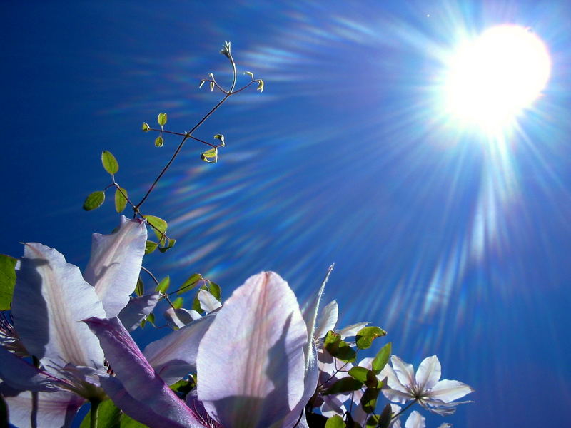 Blüten mit Sonne