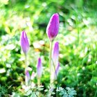 Blüten mit Swirl-Effekt / Frühlingswiese in der Flora