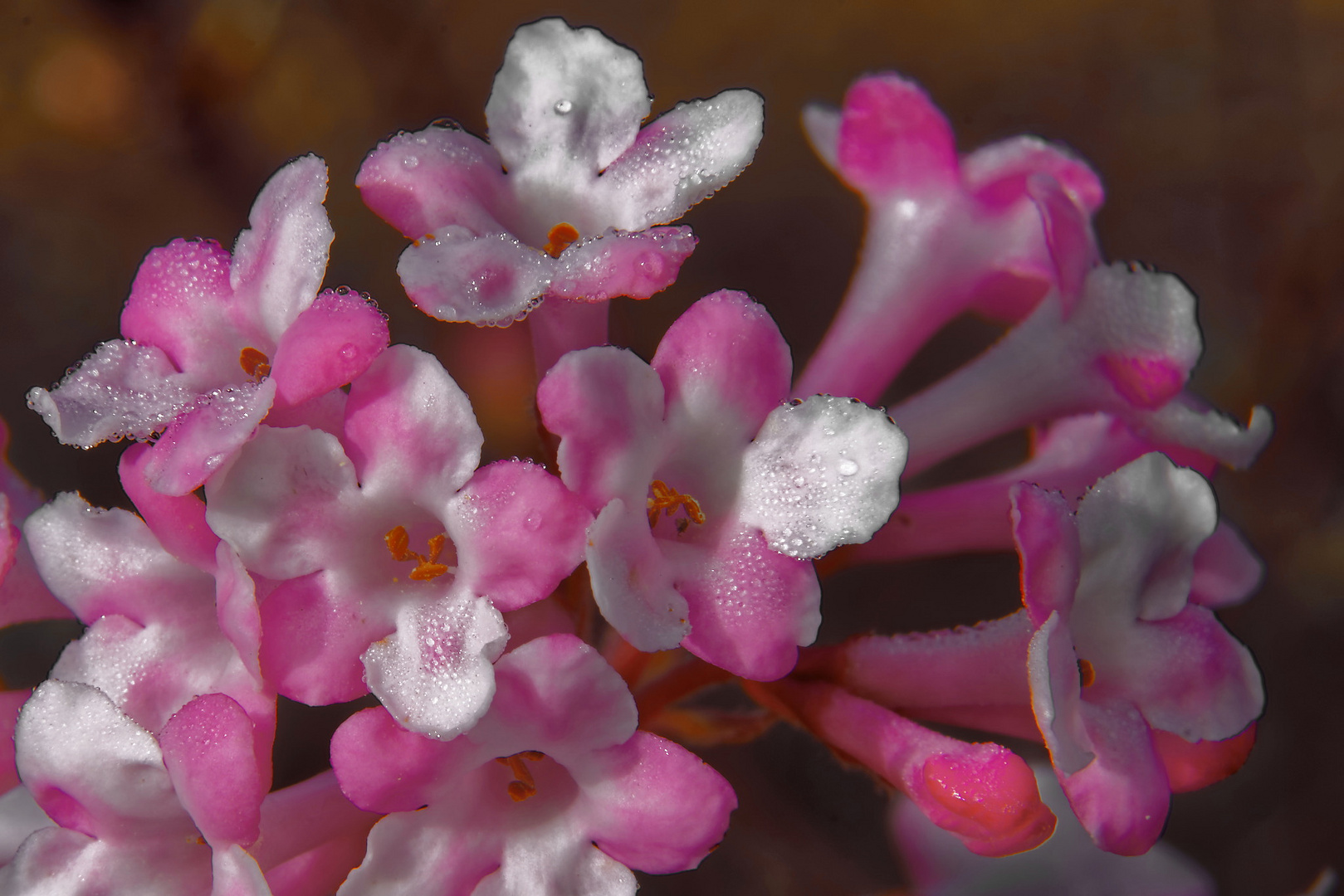 Blüten mit Tautropfen