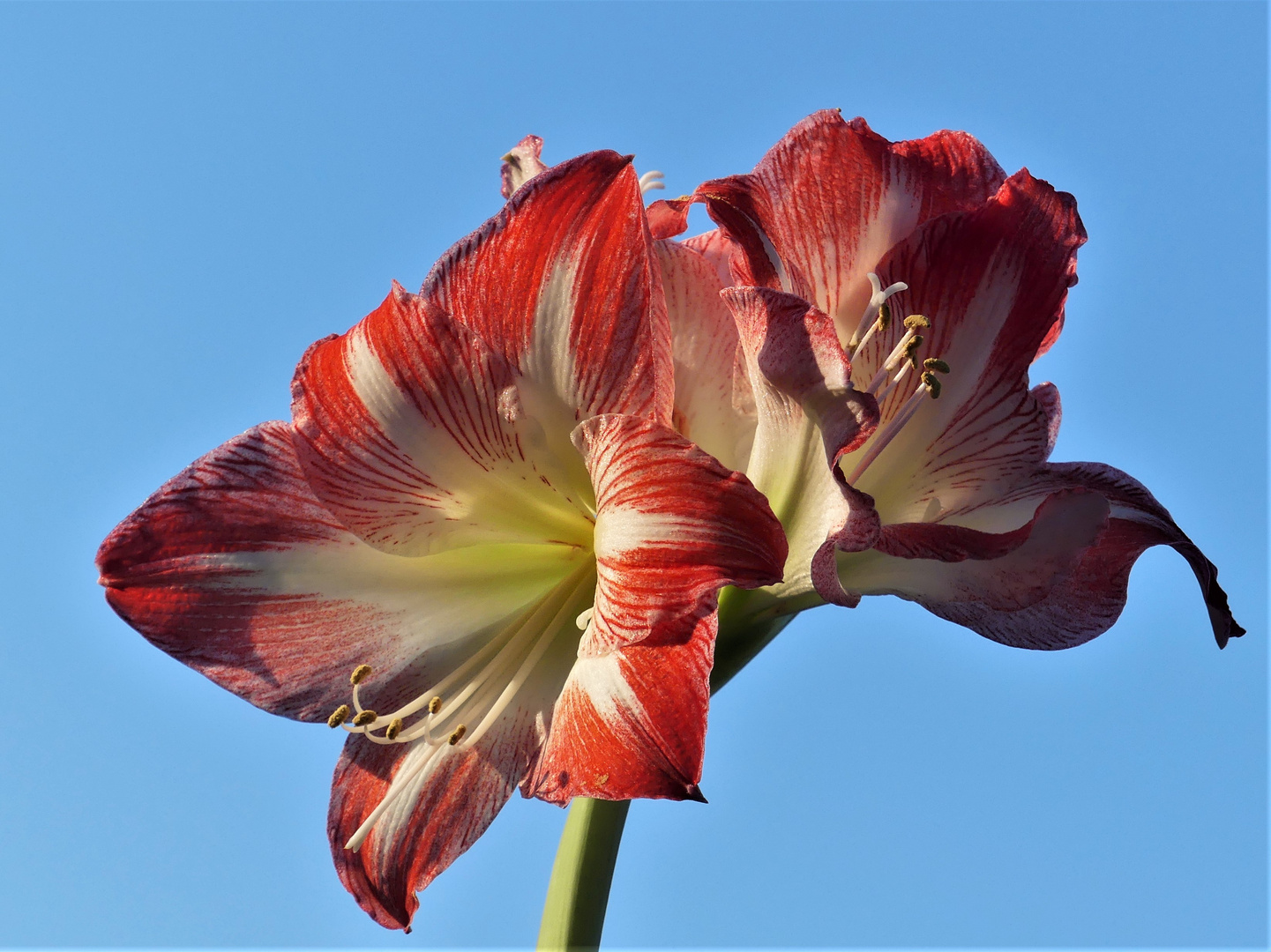 Blüten mit viel Blau drumherum