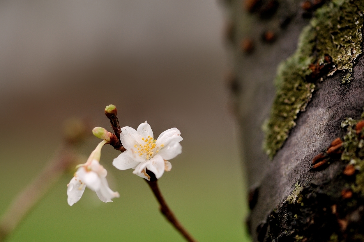 Blüten mitten im Winter