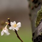 Blüten mitten im Winter