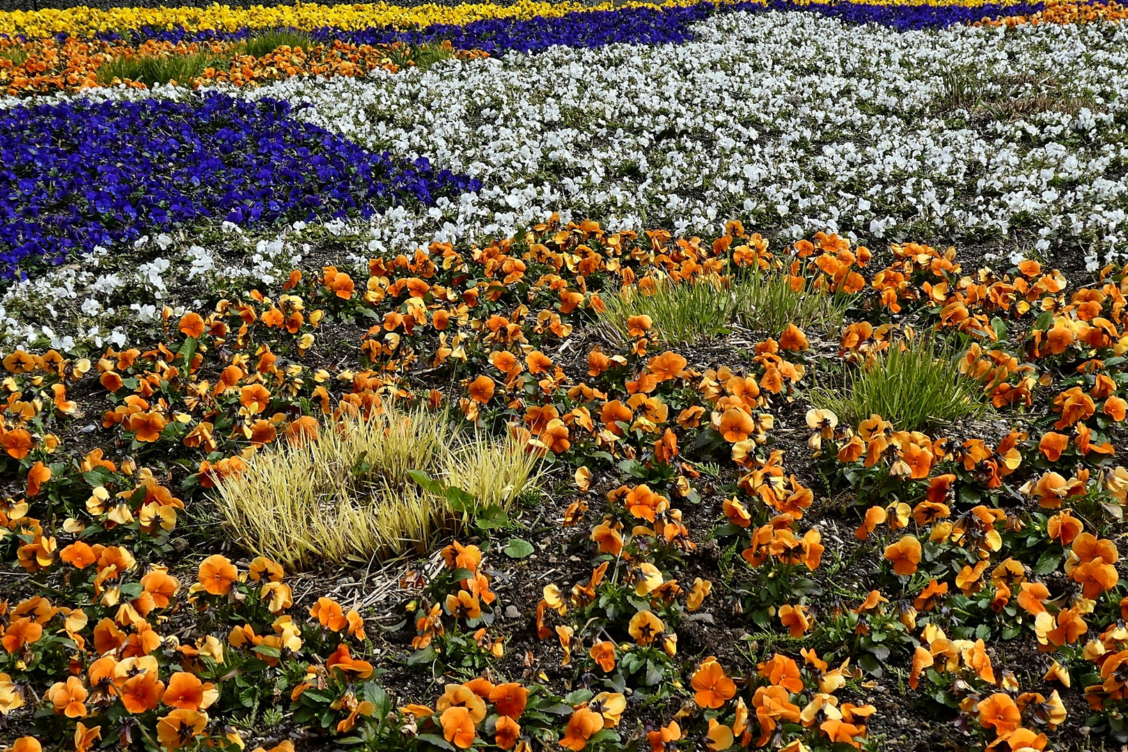 Blüten mitten in Wuppertal