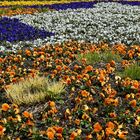 Blüten mitten in Wuppertal