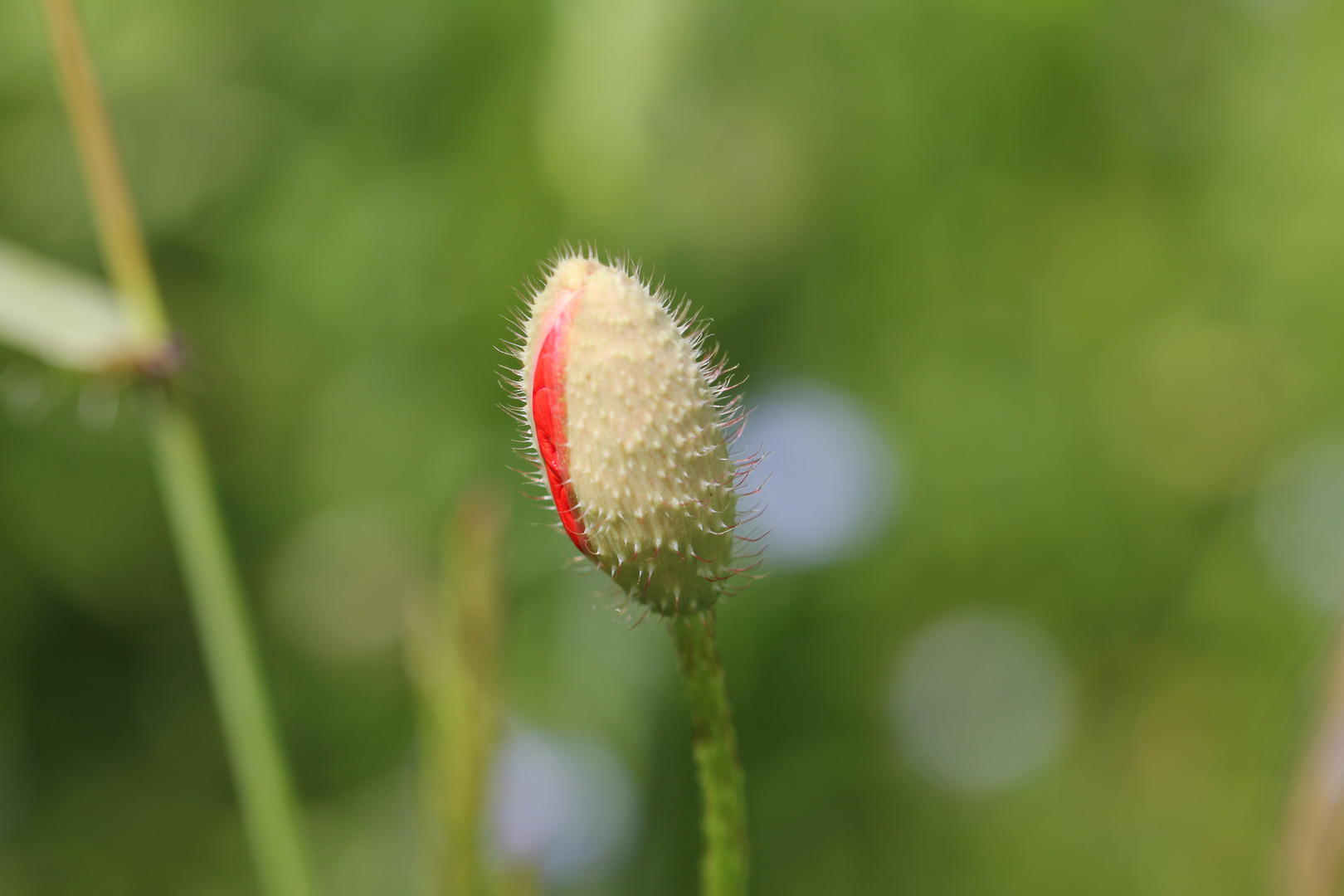 Blüten, Mohnkapsel