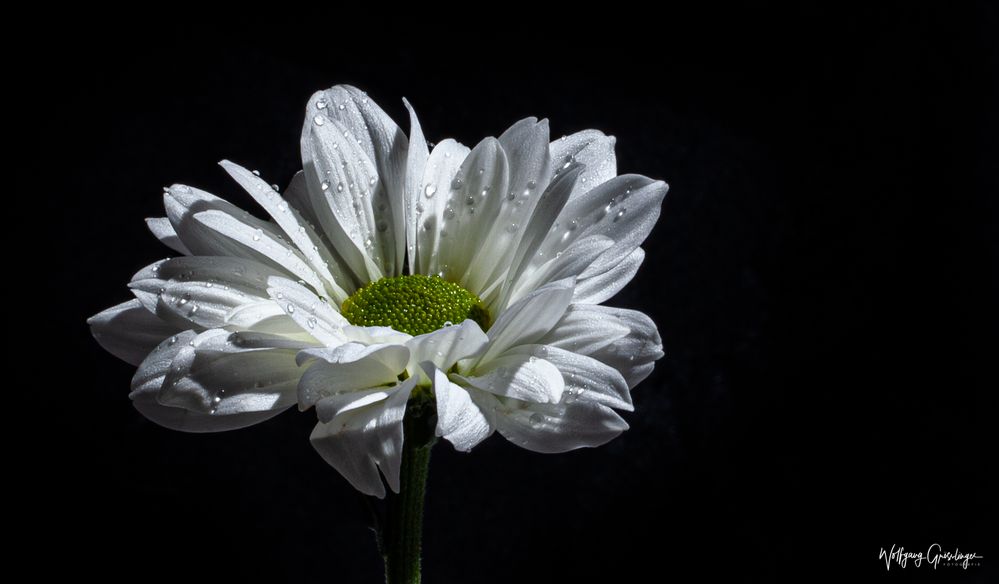 Blüten müssen im Rampenlicht stehen