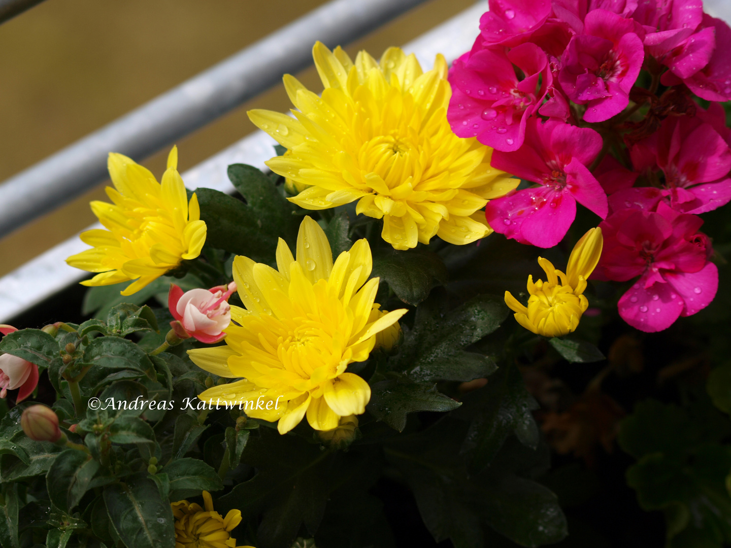 Blüten nach dem Regen