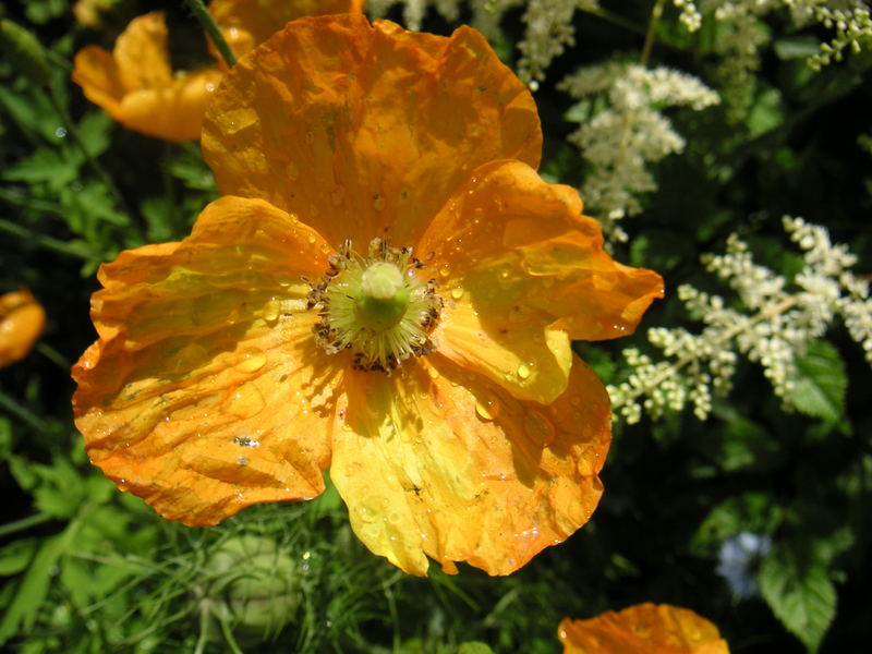 Blüten nach dem Regen:immer wieder schön