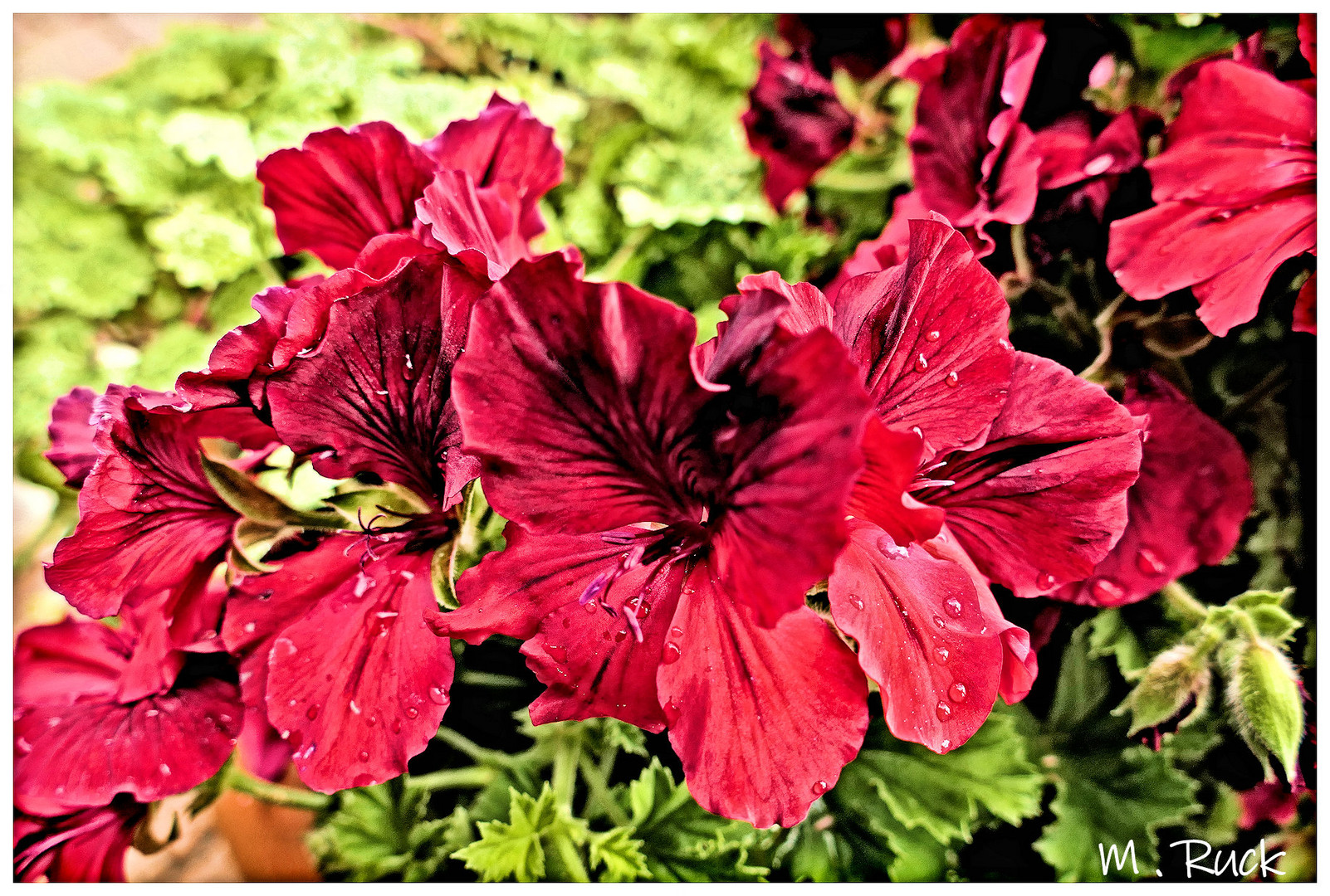 Blüten nach dem Regenschauer 