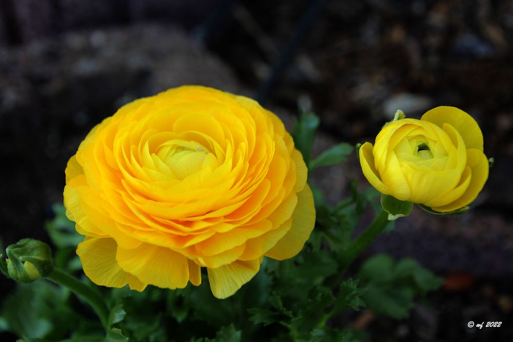 Blüten nach Frost