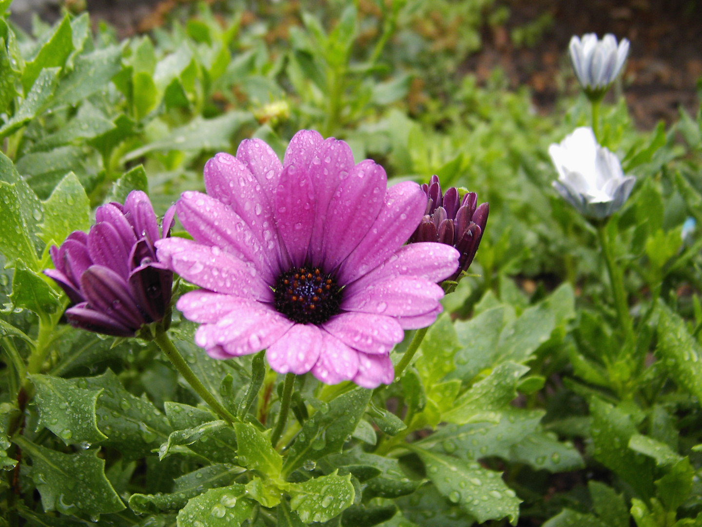 Blüten nach Regenschauer