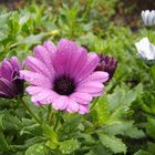 Blüten nach Regenschauer