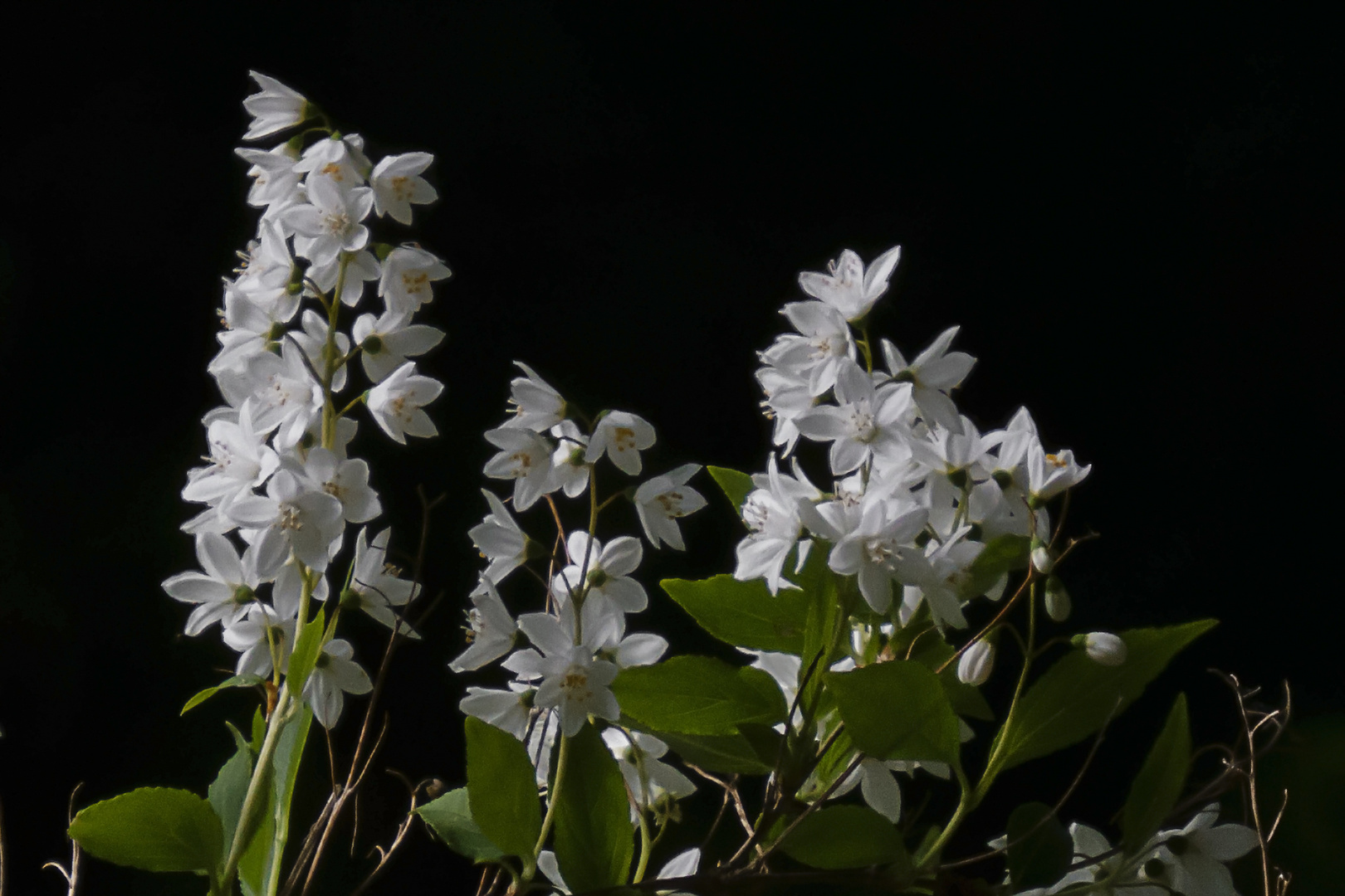 Blüten - Nachgeschärft