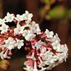 Blüten Nahaufnahme Frühling