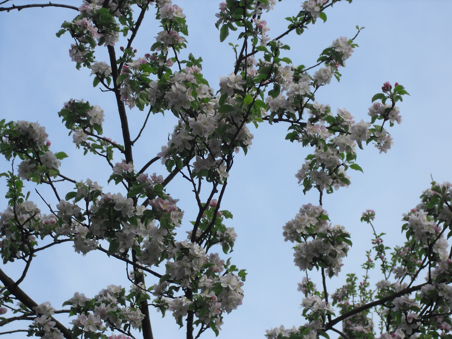 Blüten, nichts als Blüten