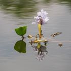 BLÜTEN ÖFFNEN SICH