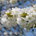 Blüten öffnen sich,wenn es erhellt scheint. Sie verkriechen sich, sobald es duster wirkt.