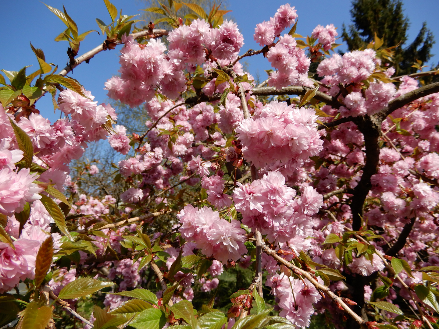 Blüten ohne Ende