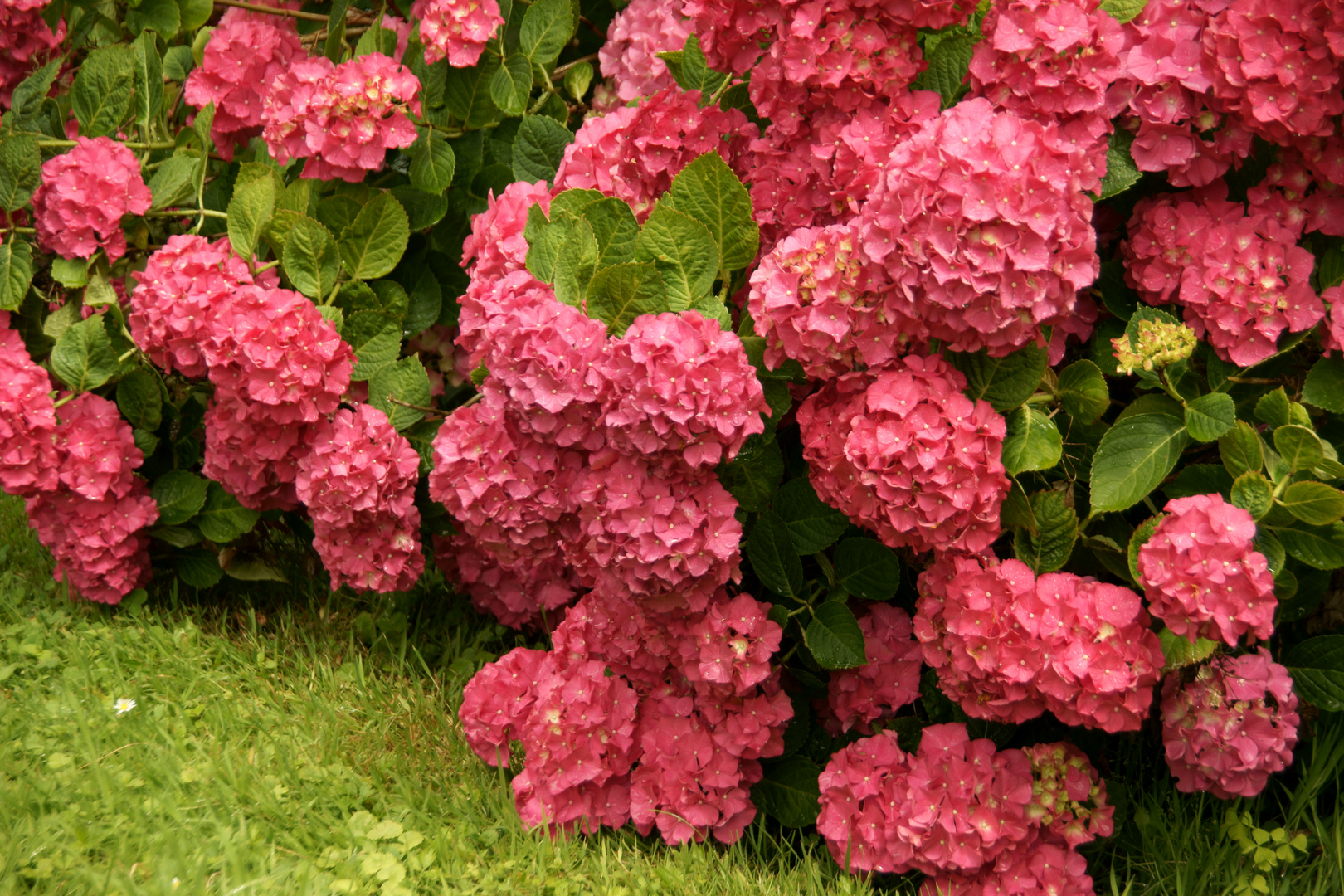 Blüten-Orgie Schloss Cappenberg