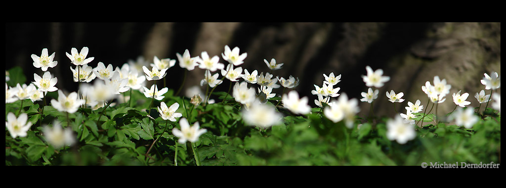 Blüten Panorama