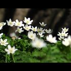 Blüten Panorama