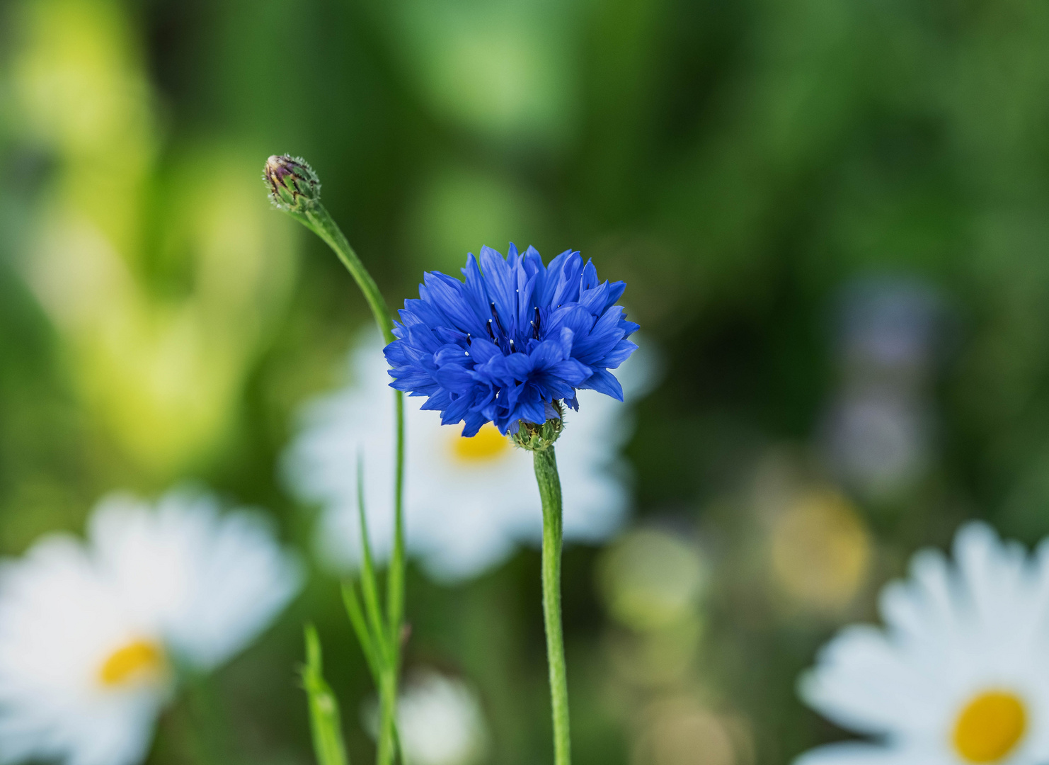 Blüten pflückt man nicht...