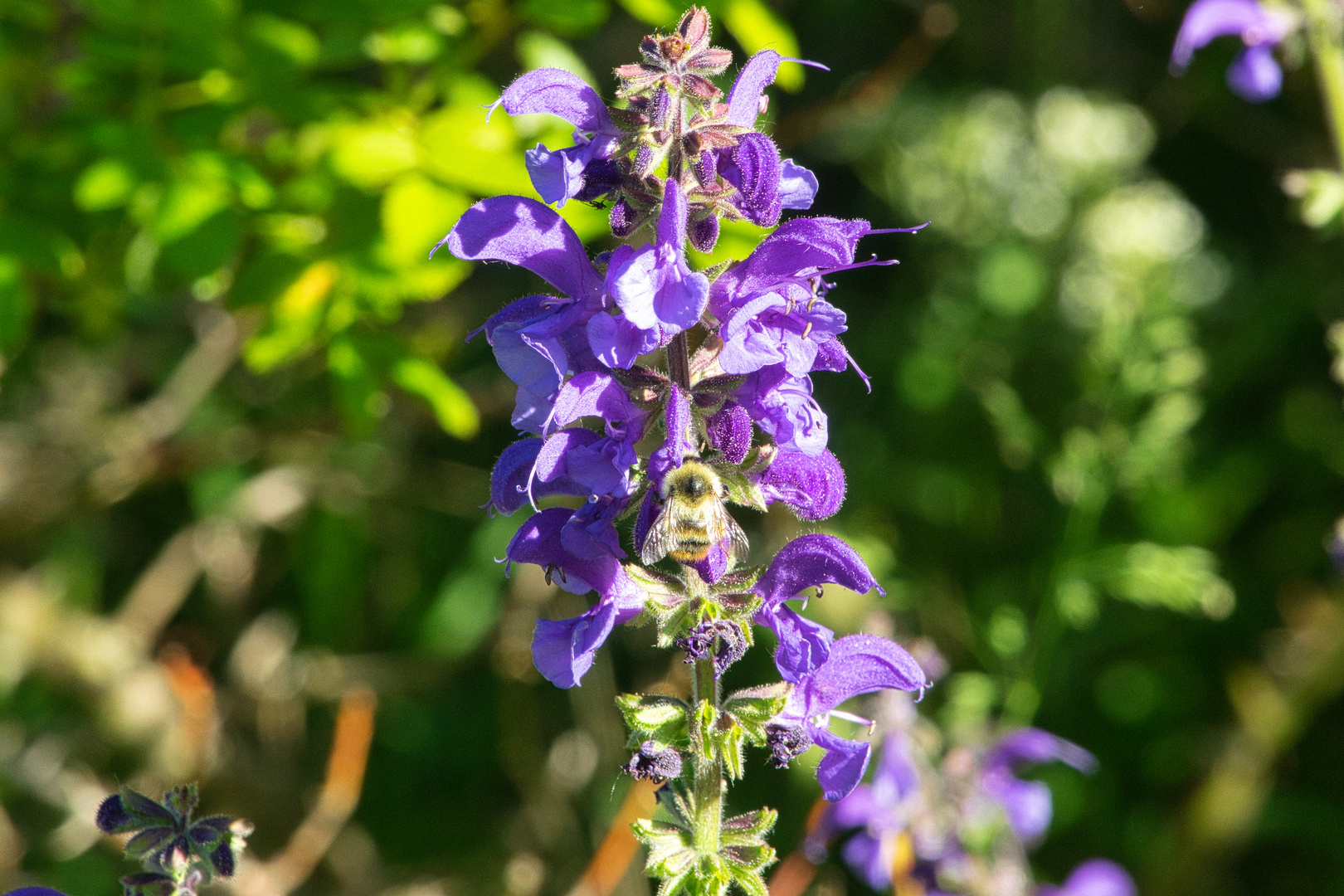 Blüten plus Hummel 