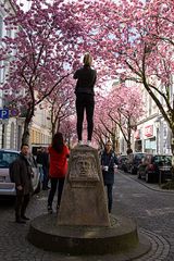 Blüten-Pracht in Bonn - 2