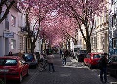 Blüten-Pracht in Bonn-3