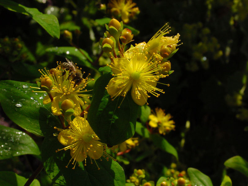 Blüten Pracht (Nr.2)