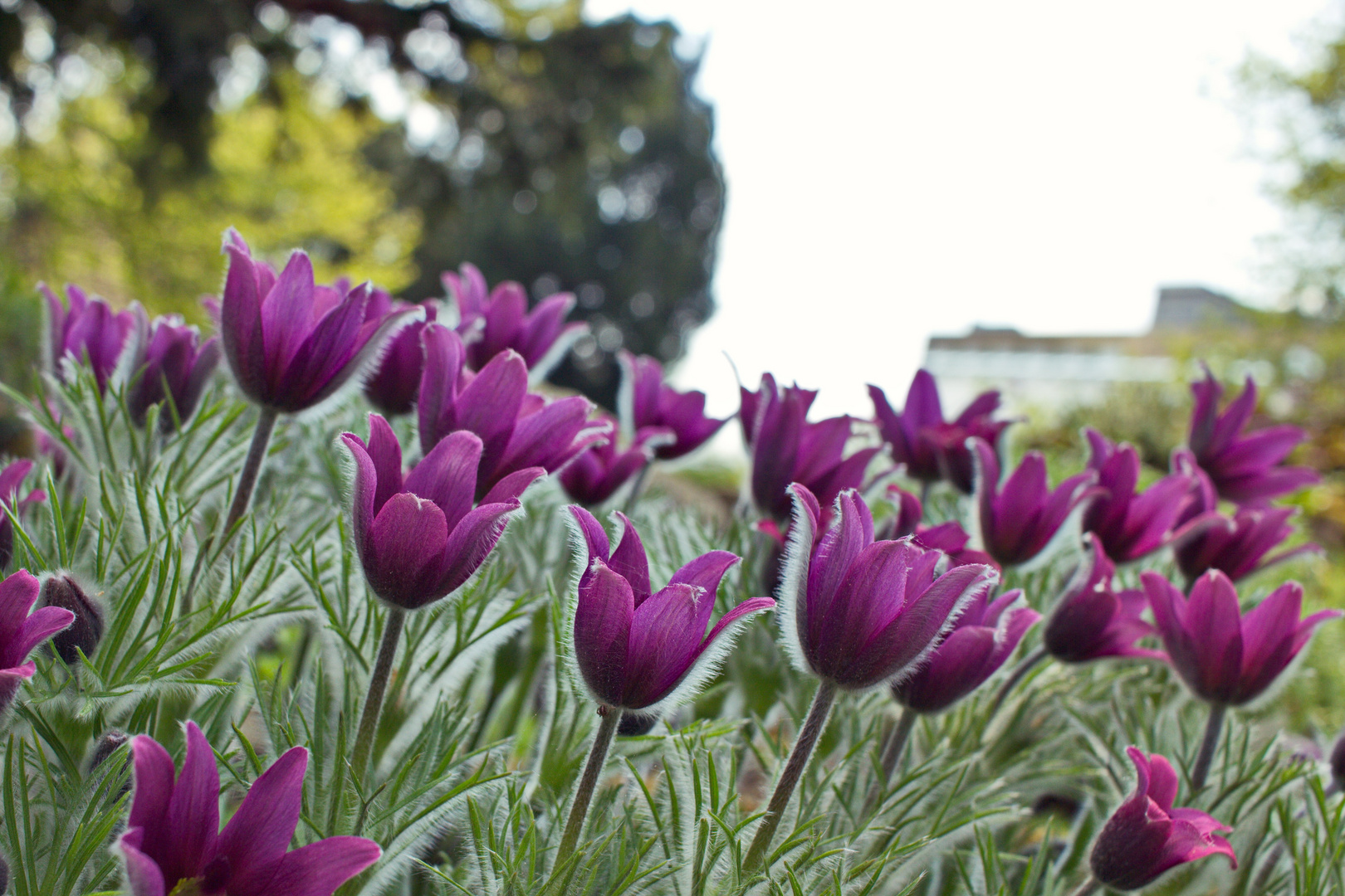 Blüten Richtung Sonne