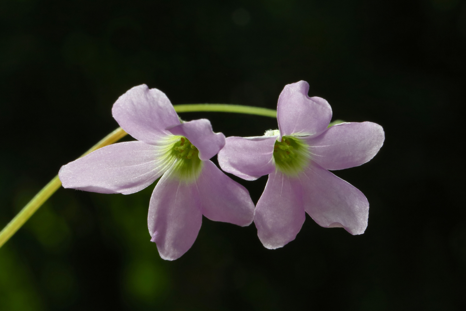 Blüten roter Glücksklee  -  Oxalis triangularis  -  blosoms false shamrock