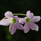 Blüten roter Glücksklee  -  Oxalis triangularis  -  blosoms false shamrock