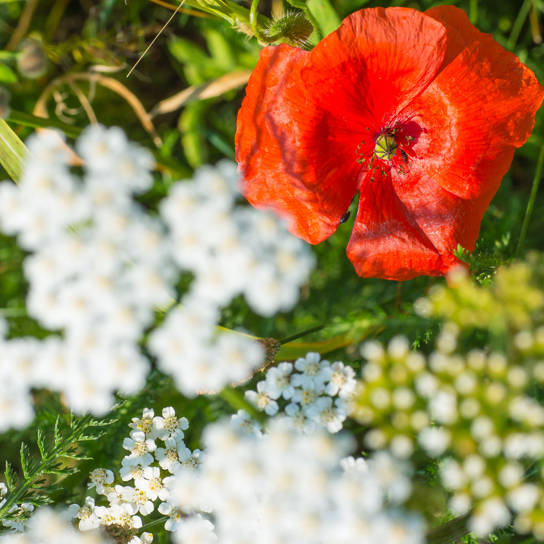 Blüten rot/weiß