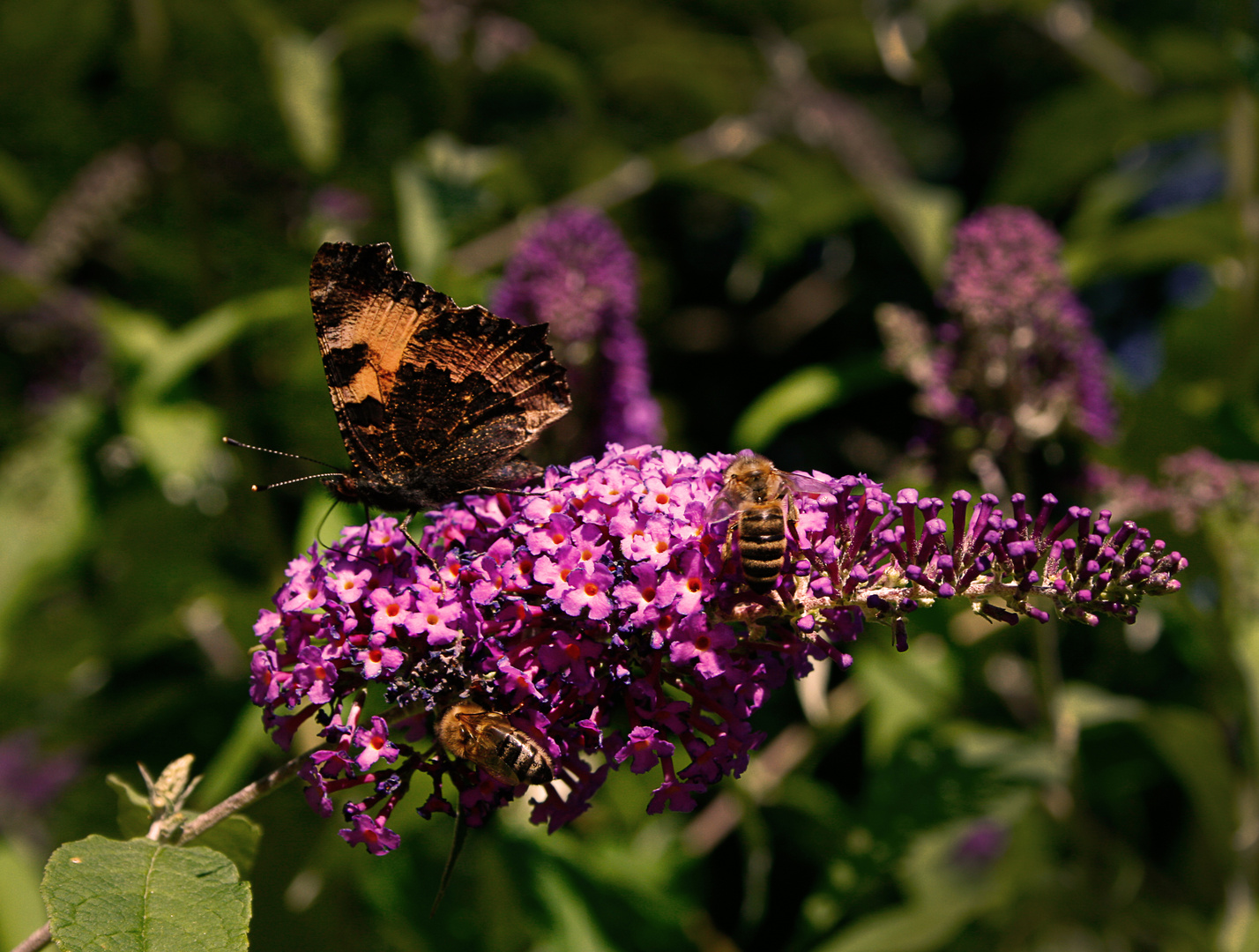 Blüten Rush Hour