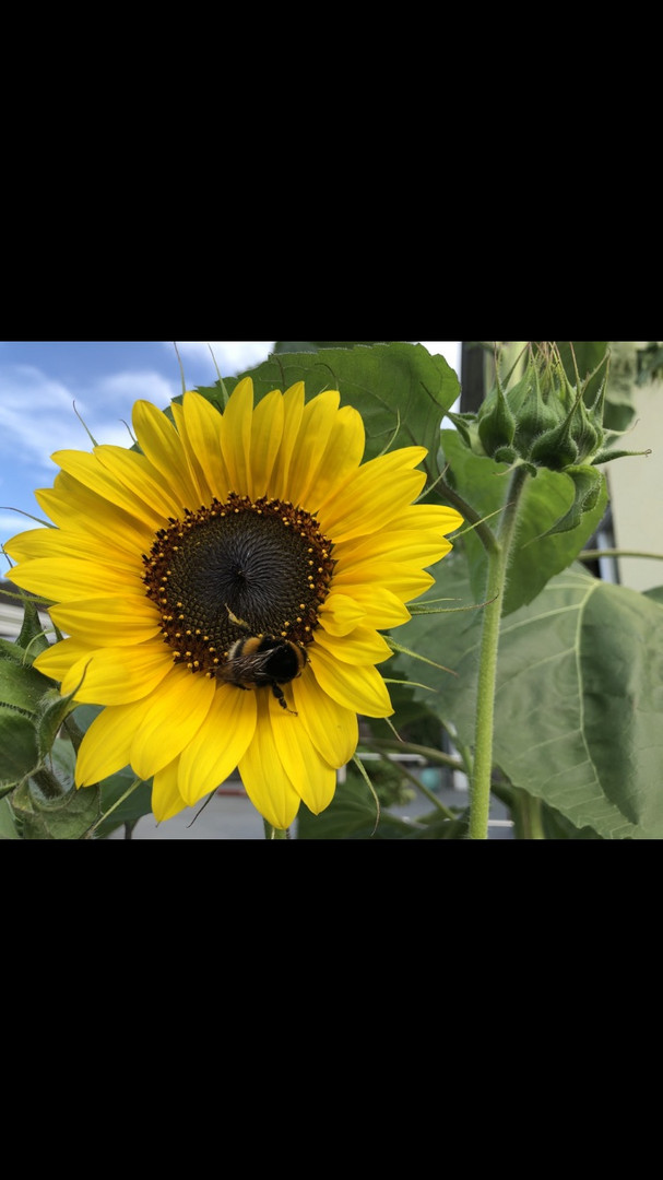 Blüten sammeln 