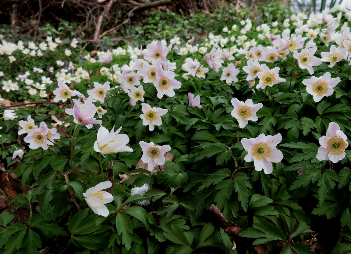 Blüten satt ...