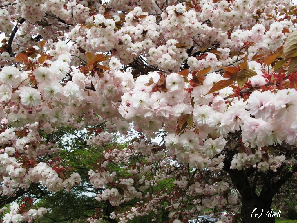 Blüten satt....