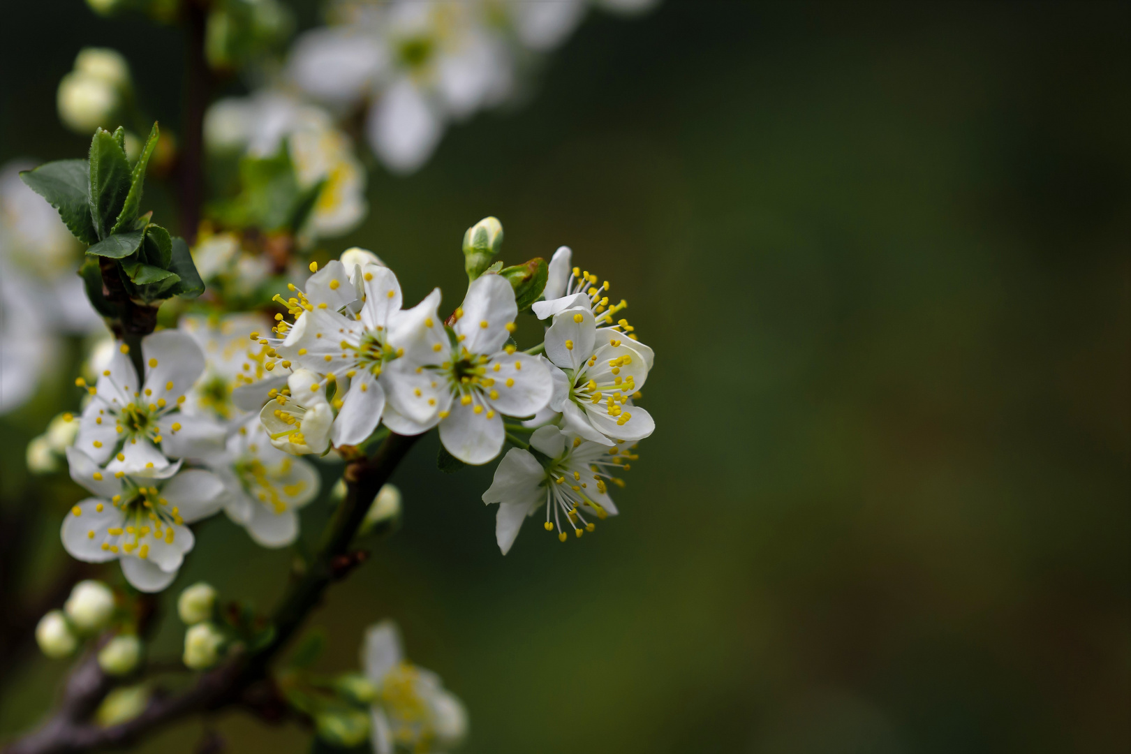 Blüten satt