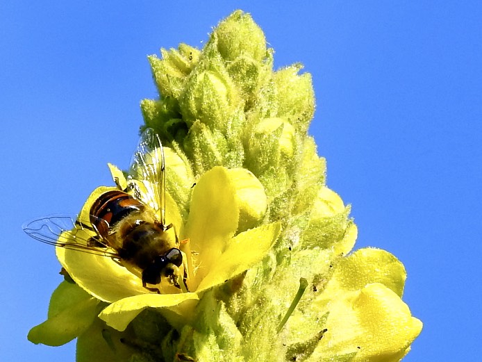 Blüten Schmankerl