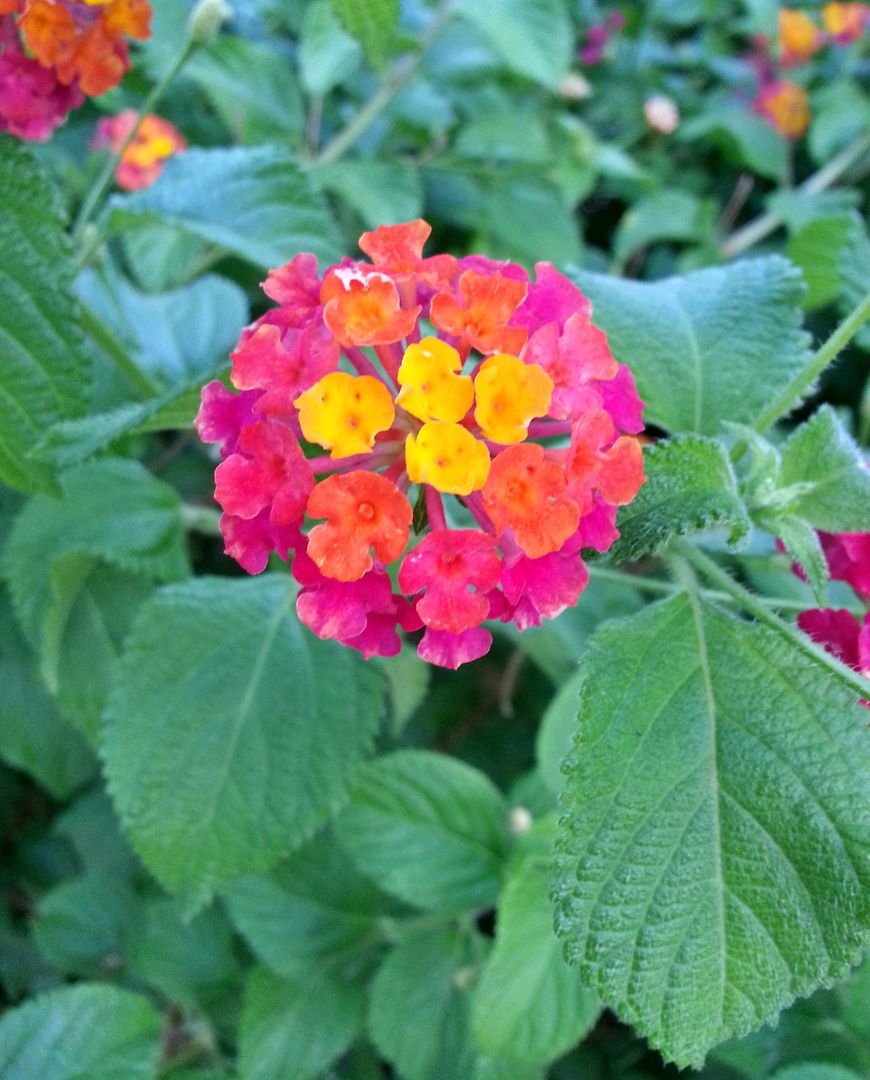 Blüten-Schnappschuss im Urlaub (Algarve/ Portugal)