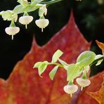 Blüten, sehr klein. Und dekorative Herbsblätter