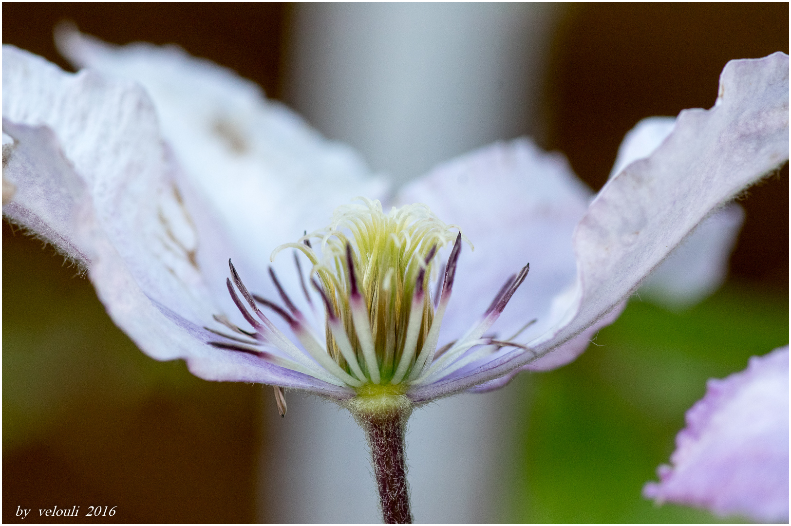 Blüten-Seiten-Blick