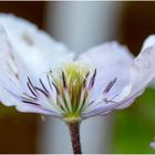 Blüten-Seiten-Blick