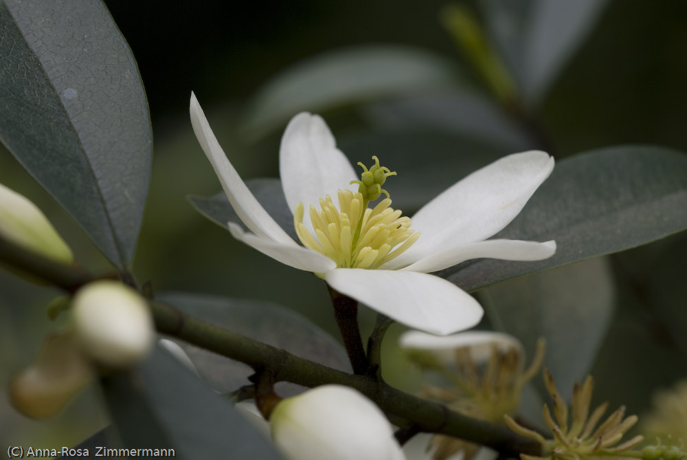 Blüten Serie Nr.3