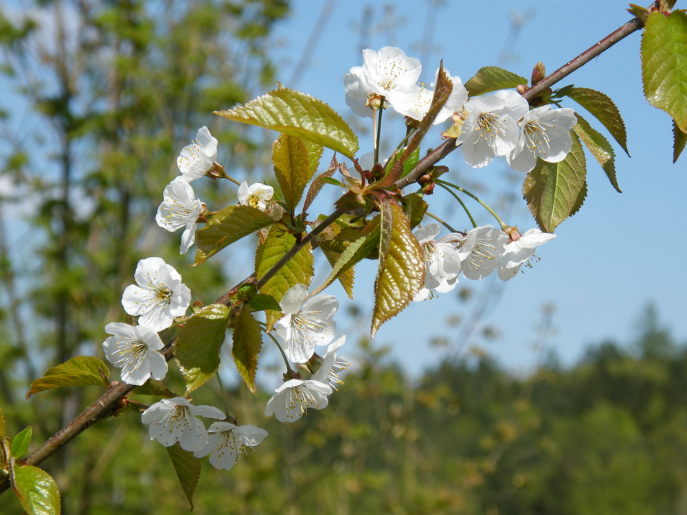 Blüten sind aus Leidenschaft