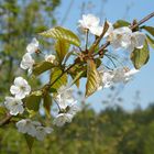 Blüten sind aus Leidenschaft