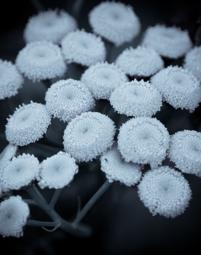 Blüten sind blau