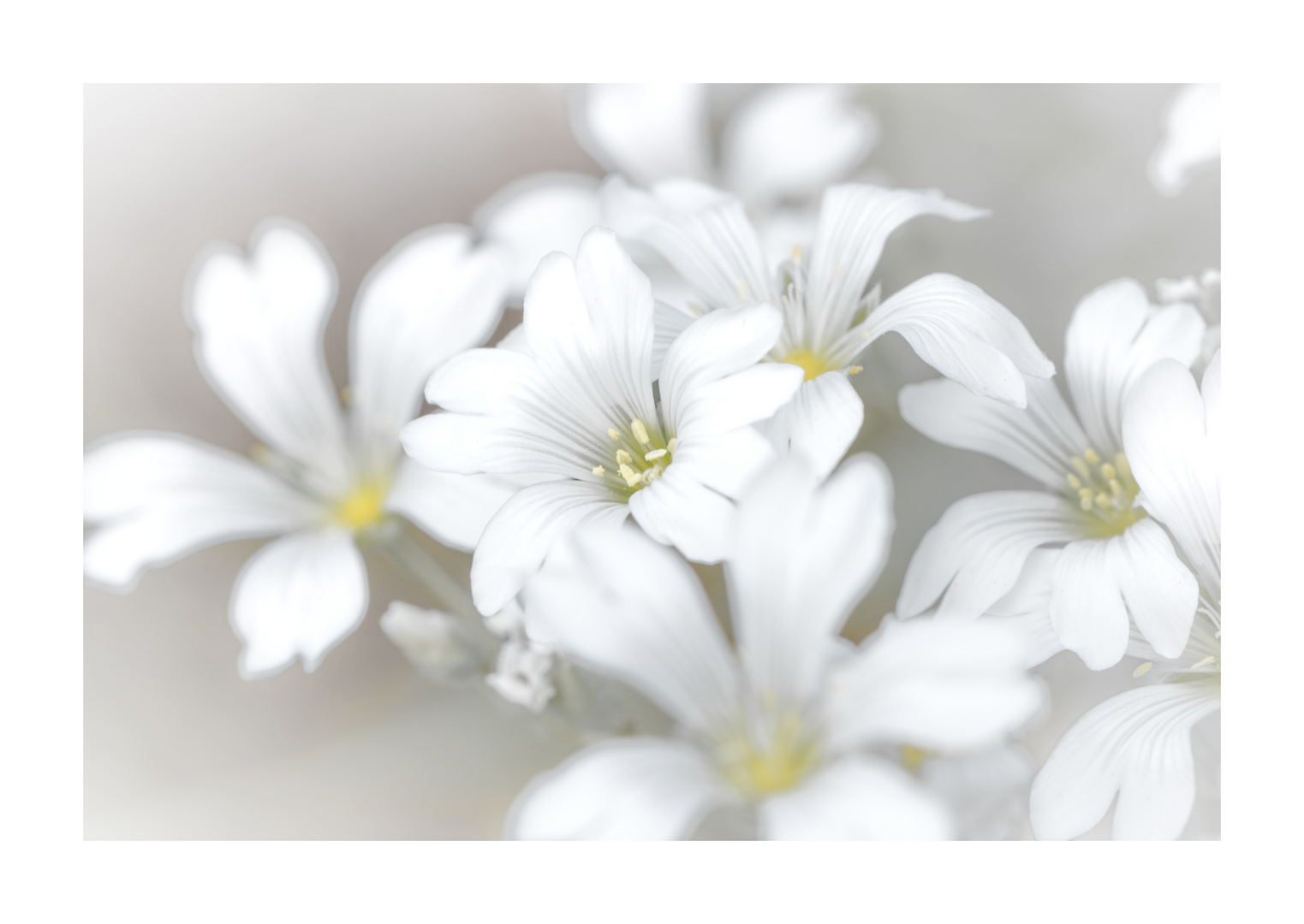 Blüten sind das Lächeln der Pflanze.