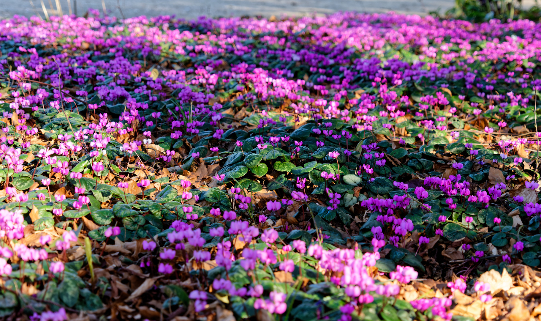 Blüten so weit das Auge reicht